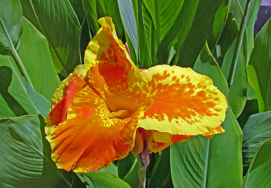 Canna Lily in Aswan Botanical Garden on Plantation Island in Aswan ...