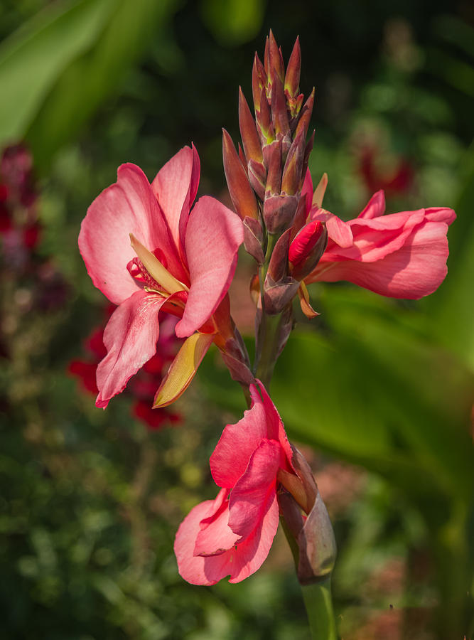 Canna Lily Photograph by Jane Luxton