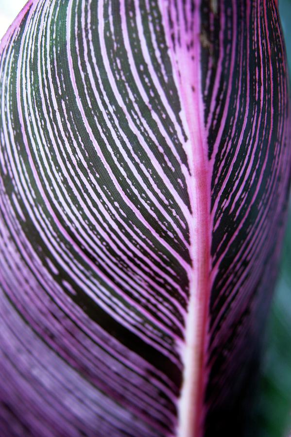 Lily Photograph - Canna Lily Leaf (canna Sp.) by Stephen Harley-sloman/science Photo Library