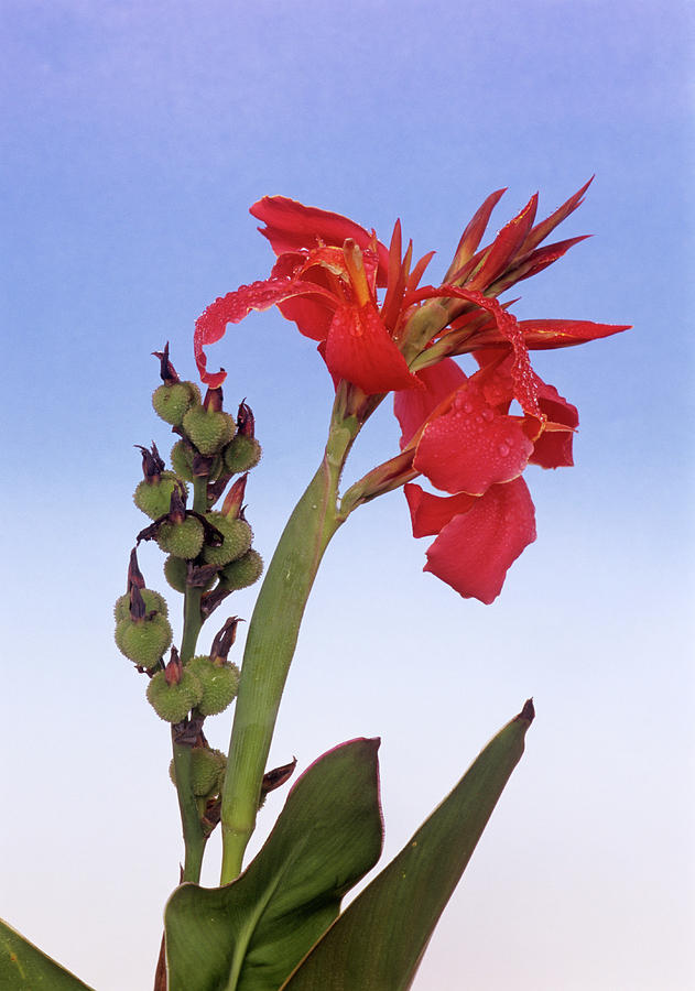 Lily Photograph - Canna Lily lucifer by Brian Gadsby/science Photo Library