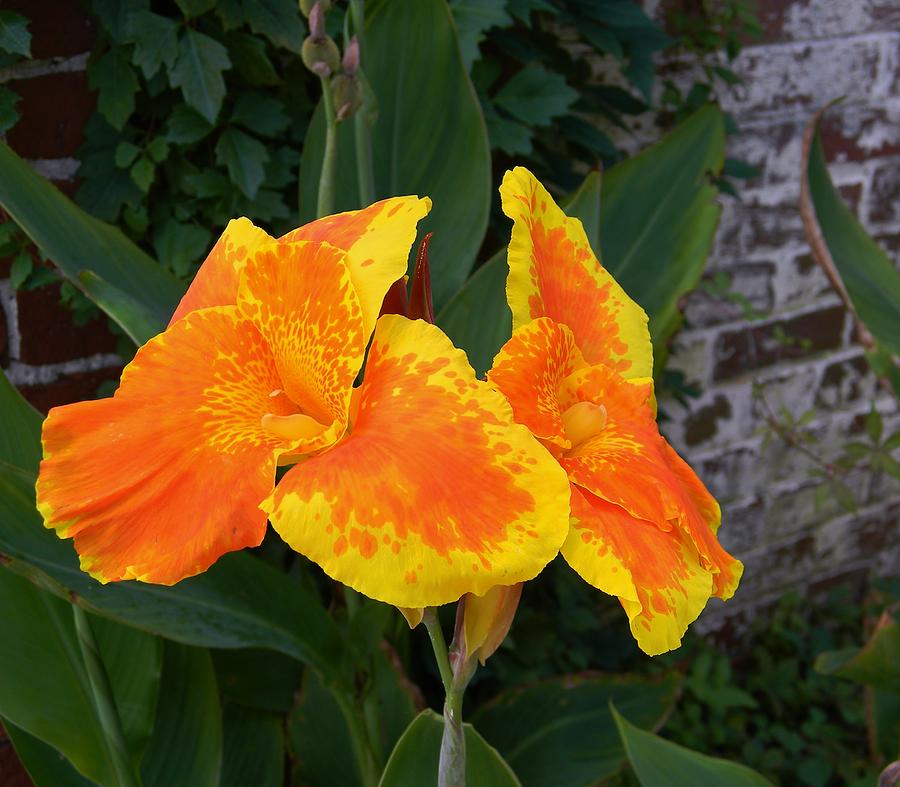 Canna Lily on Brick 2 Photograph by Warren Thompson