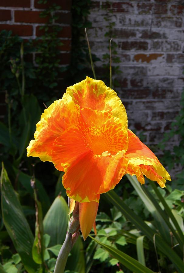 Canna Lily on Brick Photograph by Warren Thompson