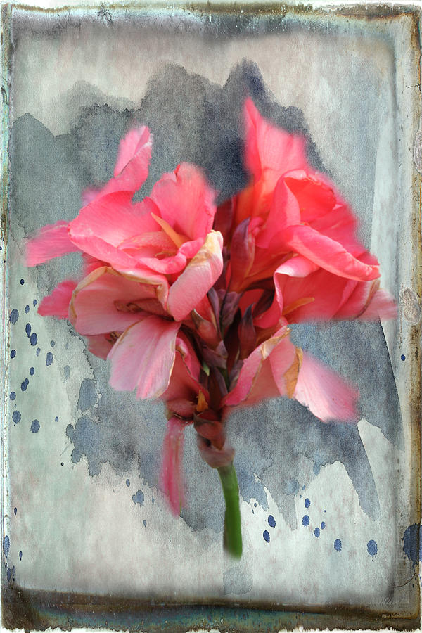 Canna Lily Photograph by Paulette B Wright