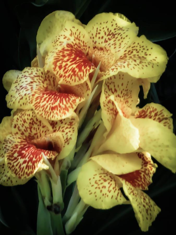 Canna Lily Photograph by Stacy Michelle Smith