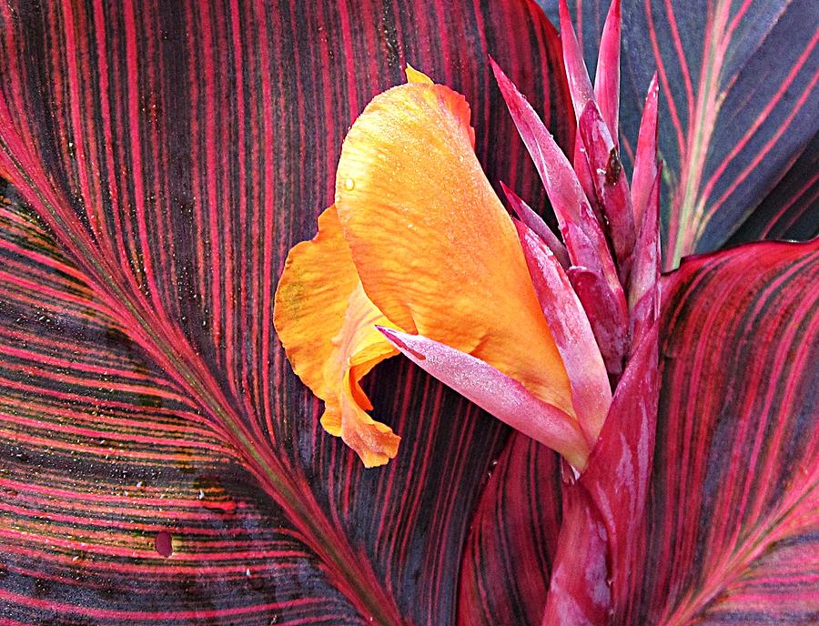 Canna Lily Stripes Photograph by MTBobbins Photography