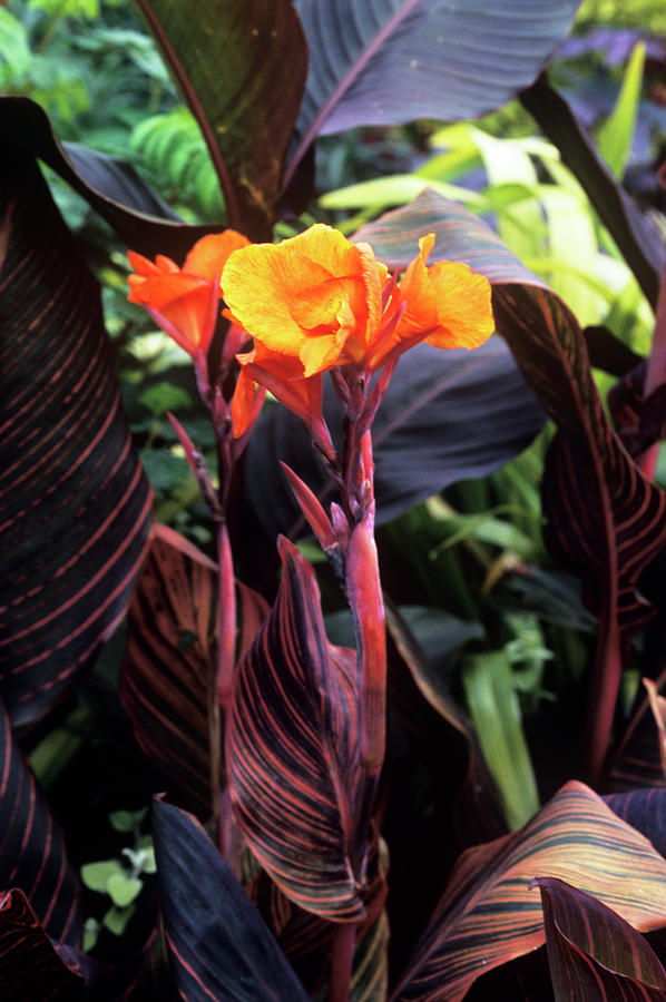 Lily Photograph - Canna Lily tropicanna by Adrian Thomas/science Photo Library
