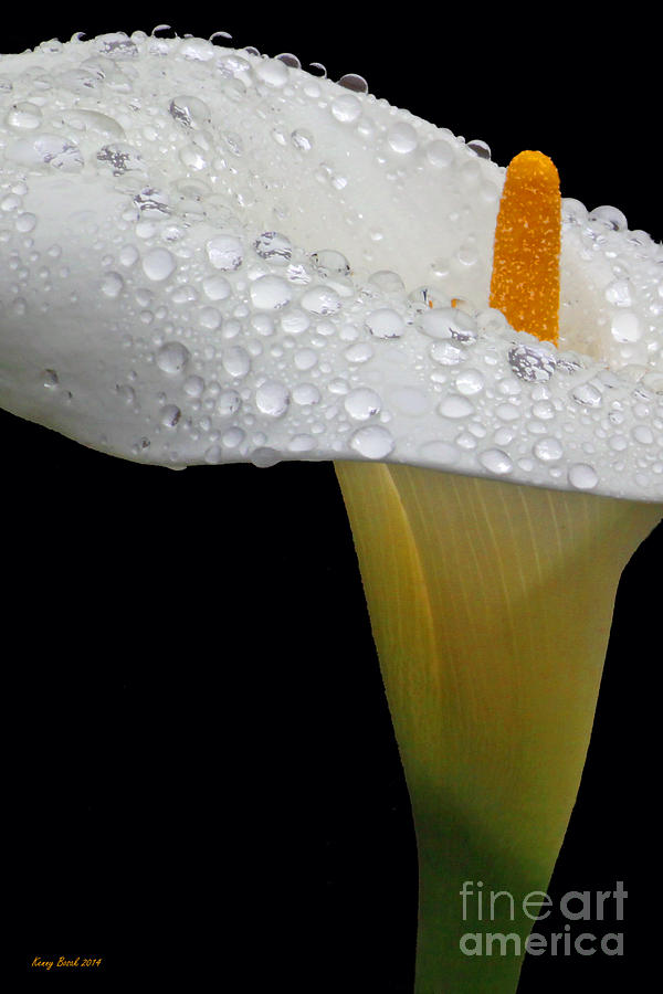 Easter Calla Lily with Raindrops Photograph by Kenny Bosak