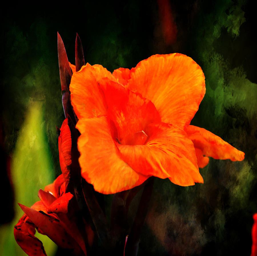 Canna Lily Wyoming Photograph by Deena Stoddard
