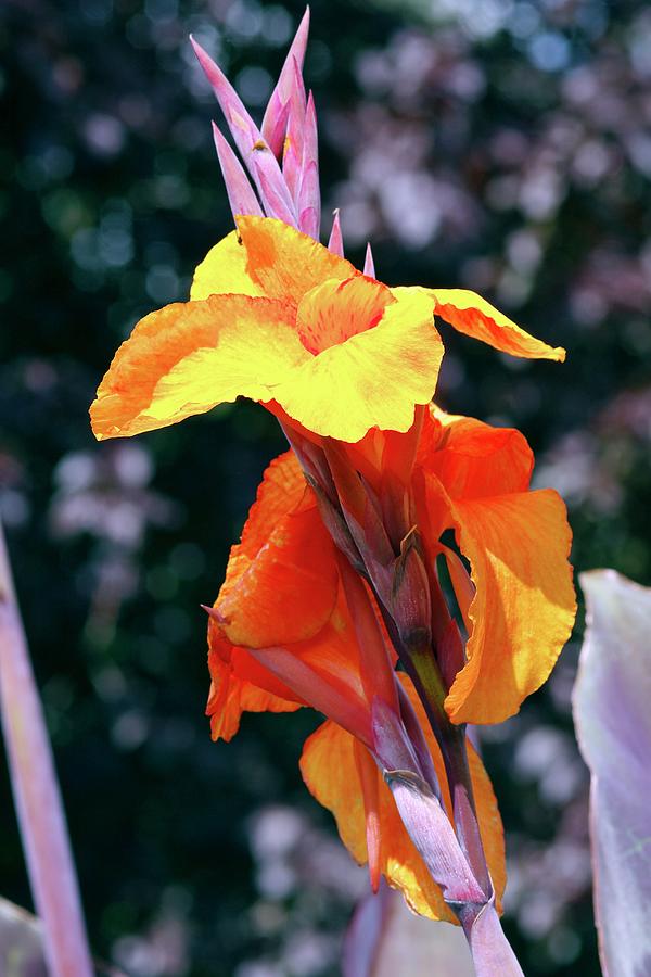 Canna Lily 'wyoming' by Neil Joy/science Photo Library