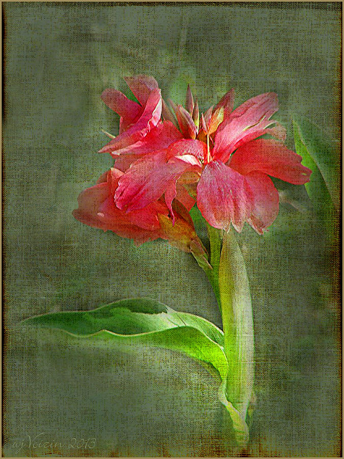 Canna Red  Photograph by Bill Voizin