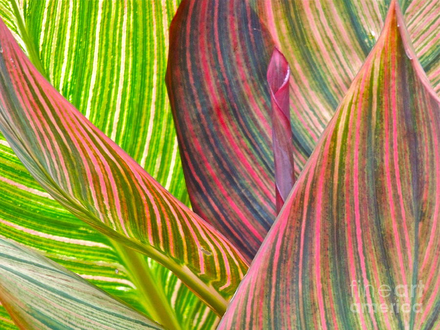 Canna Leaf Photograph - Canna Tropicana Color by Eve Spring
