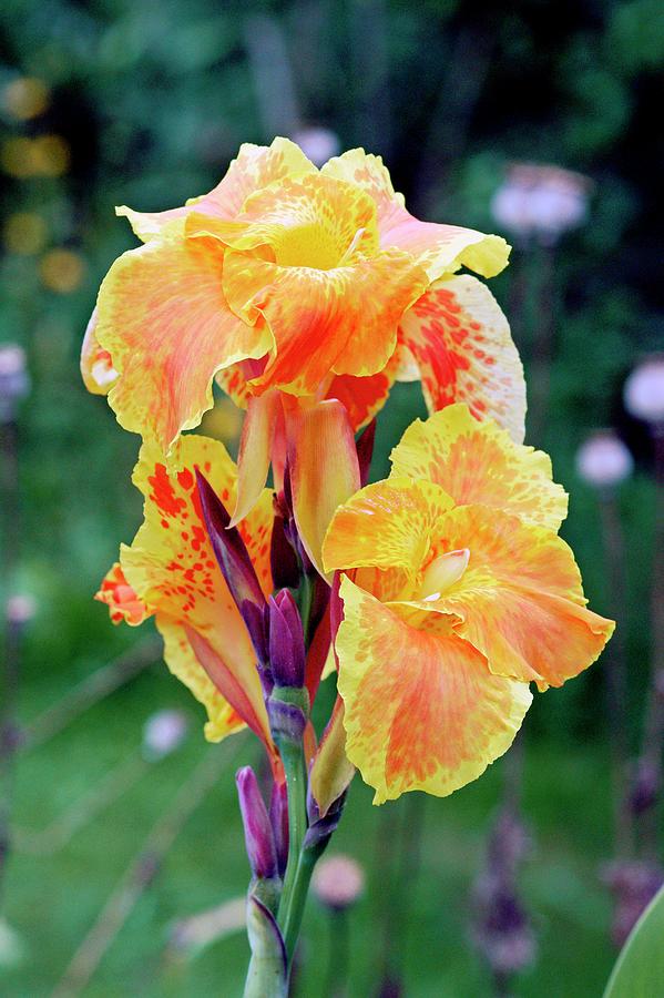 Flower Photograph - Canna X Generalis cleopatra by Brian Gadsby/science Photo Library