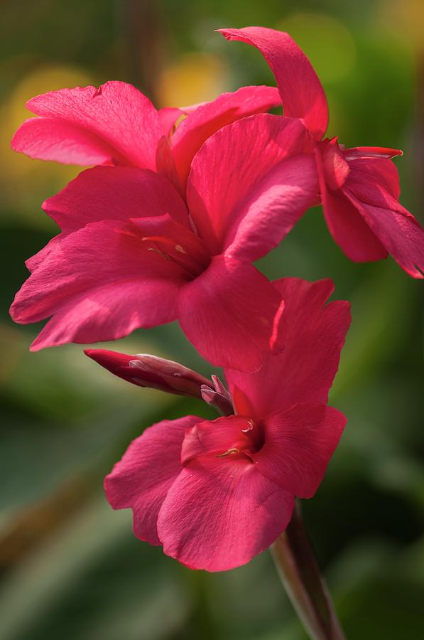 Flower Photograph - Canna X Generalis by Maria Mosolova/science Photo Library