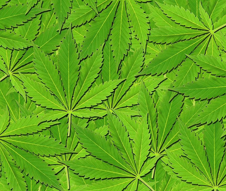 Cannabis Leaves Photograph by Victor De Schwanberg
