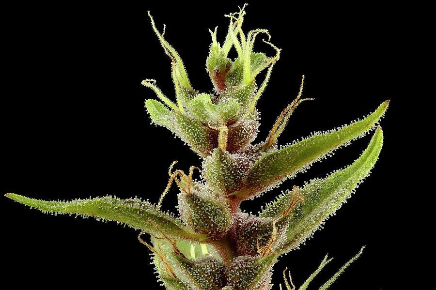 Cannabis Sativa Flower Photograph by Antonio Romero