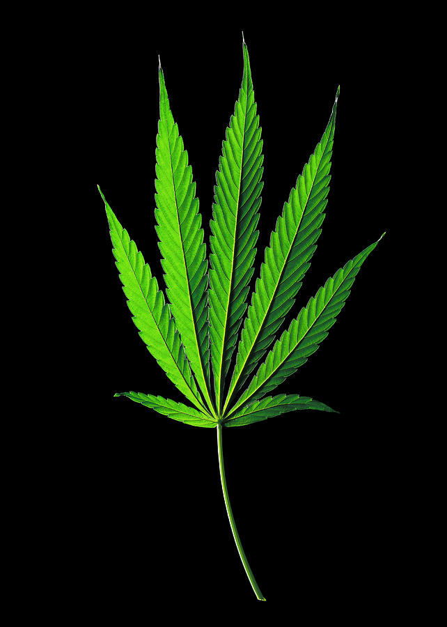Nature Photograph - Cannabis Sativa Indica Leaf by Gilles Mermet