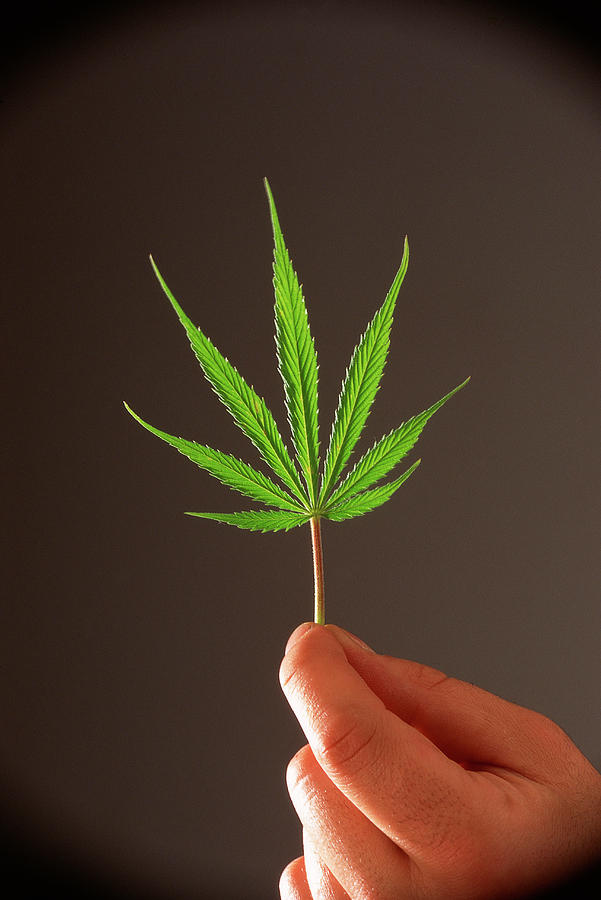 Cannabis Sativa Leaf Photograph by Science Photo Library Cannabis Sativa Leaf Photograph by Science Photo Library