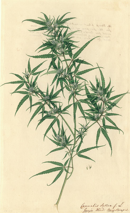 Cannabis Sativa Photograph by Natural History Museum, London