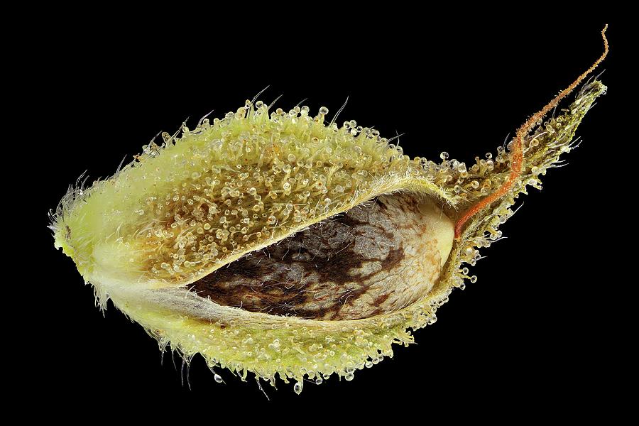 Cannabis Sativa Seed Photograph by Antonio Romero/science Photo Library