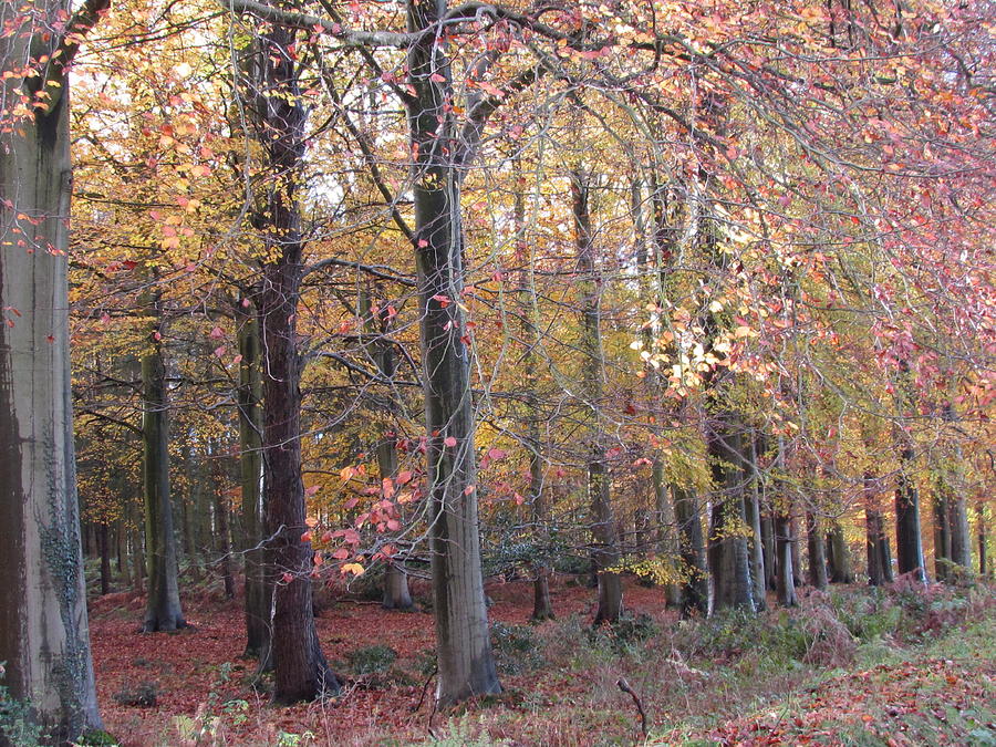 Cannock Chase Photograph by Joyce Woodhouse