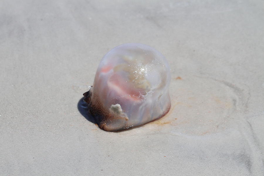 Beach Photograph - Cannonball Jellyfish by Cathy Lindsey