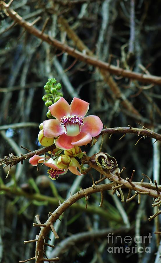 Cannonball Tree Blossoms Photograph by Craig Wood