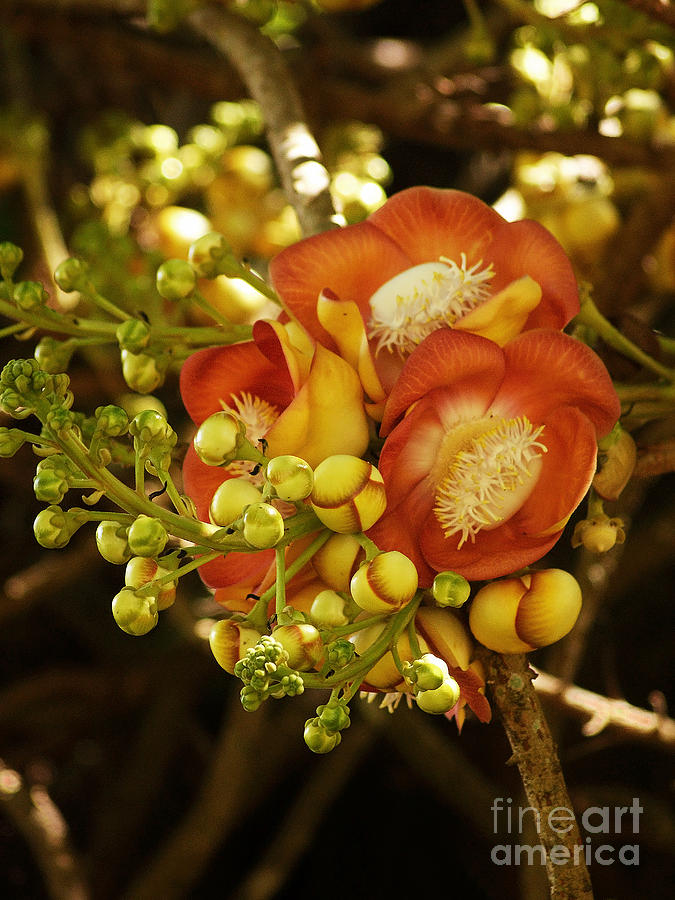 cannonball tree from Costa Rica 3 Photograph by Rudi Prott