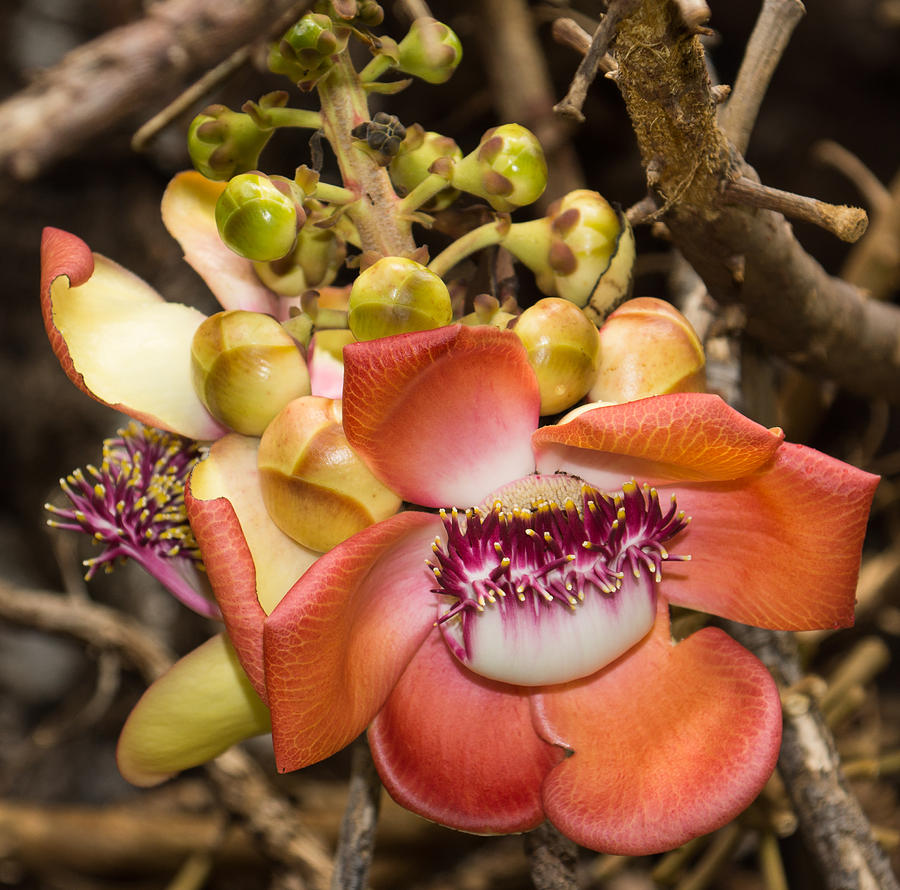 Cannonball Tree Tropical Flower Photograph by Georgia Mizuleva