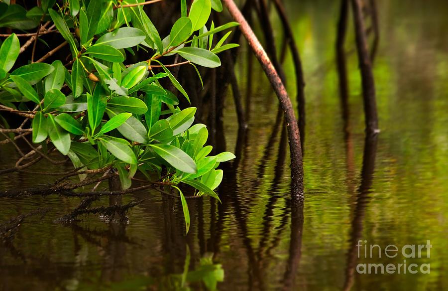 Mangroves Photograph - Canoeing Through Quiet Mangroves by Matt Tilghman Mangroves Photograph - Canoeing Through Quiet Mangroves by Matt Tilghman