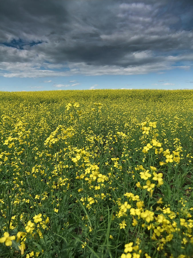 Farm Photograph - Canola 001 by Phil And Karen Rispin
