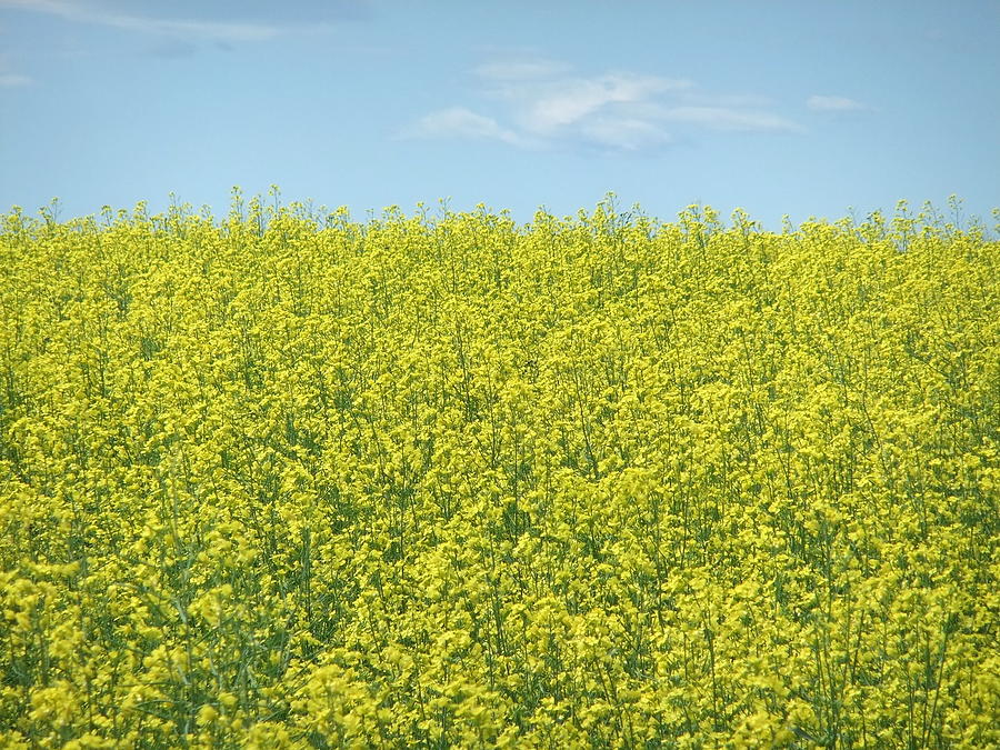Field Photograph - Canola 002 by Phil And Karen Rispin