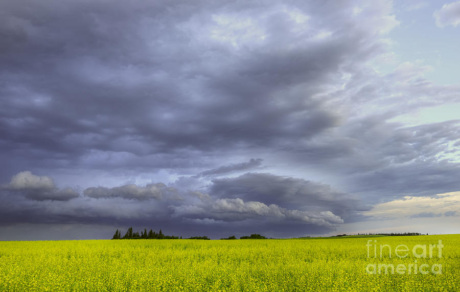 Canola and Storm Photograph by Dan Jurak
