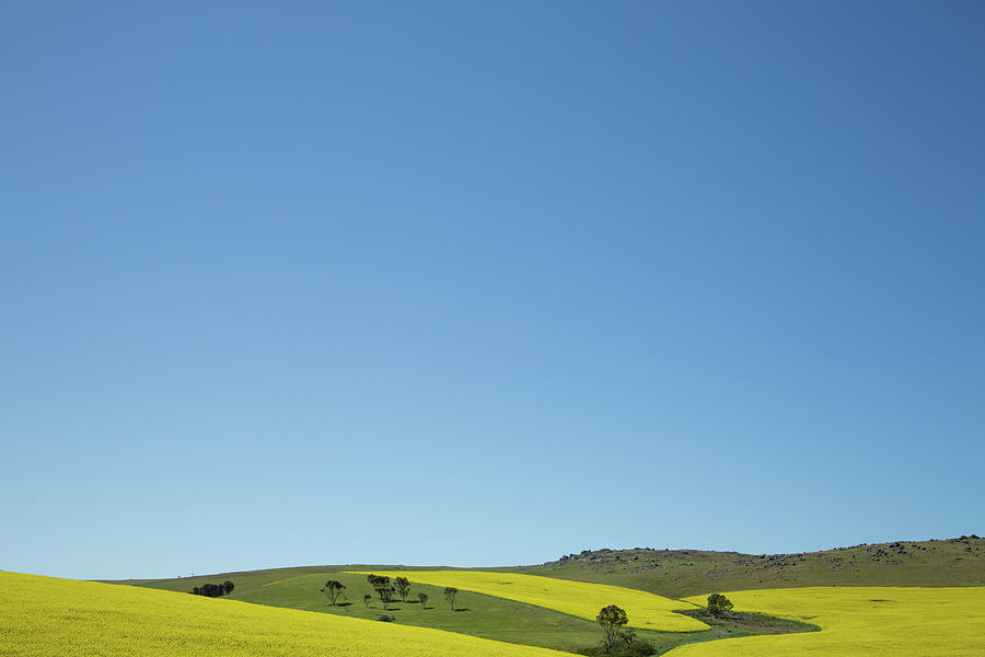Canola And Wheat Crops. South Australia Photograph by John White Photos