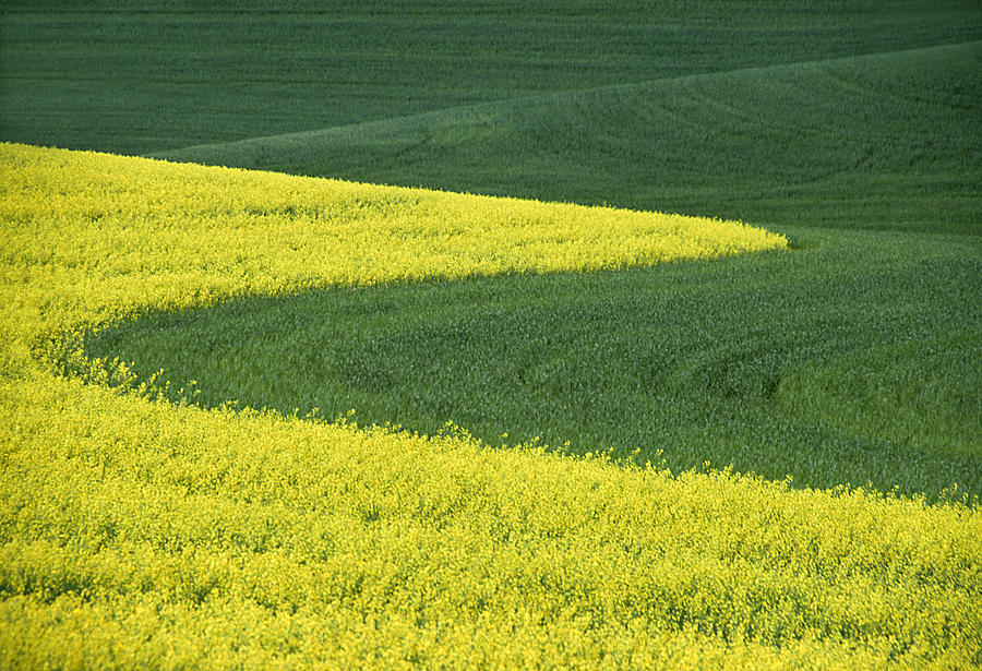 Summer Photograph - Canola and Wheat by Latah Trail Foundation