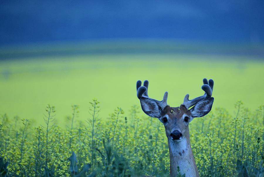 Canola Buck Photograph by Whispering Peaks Photography
