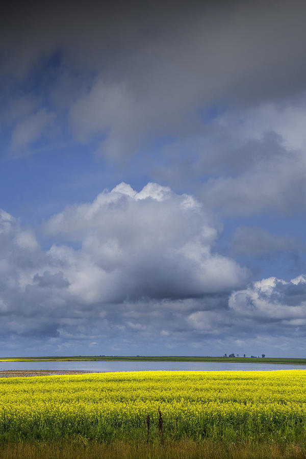 Canola Field and Lake under Clouds Photograph by Randall Nyhof