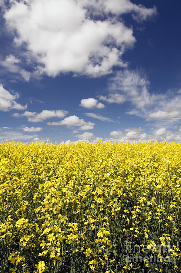 Canola Field Photograph by Gord Horne | Fine Art America