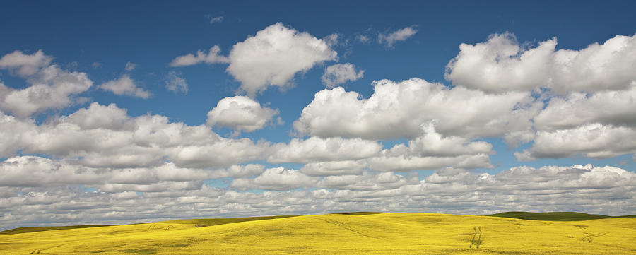 Canola Field Photograph by Imaginegolf