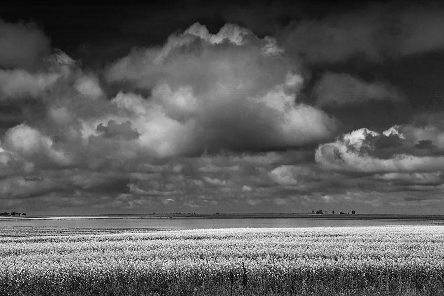 Canola Field in Black and White with Billowing Clouds Photograph by Randall Nyhof