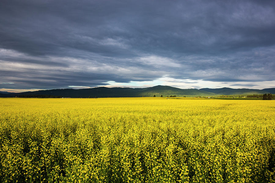 Summer Photograph - Canola Field In Morning Light by Chuck Haney