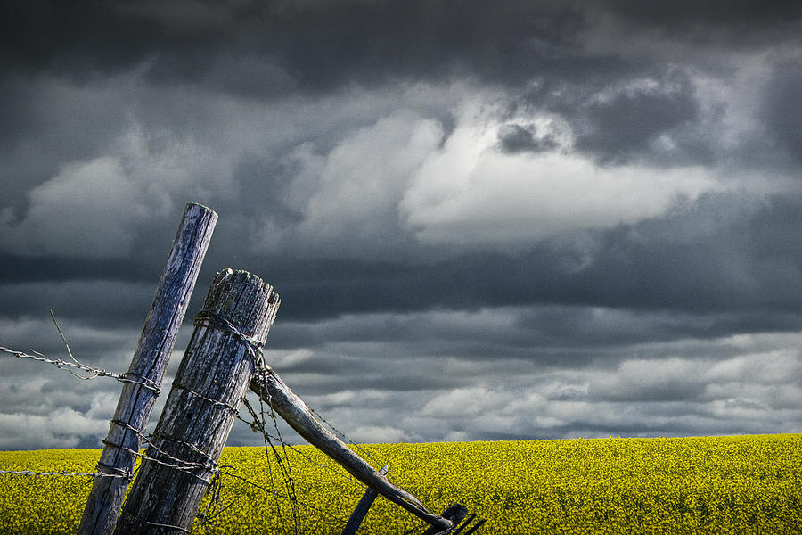 Canola Field in Southern Alberta Photograph by Randall Nyhof