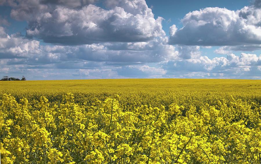 Canola Field North Yorkshire, England Photograph by John Short - Fine ...