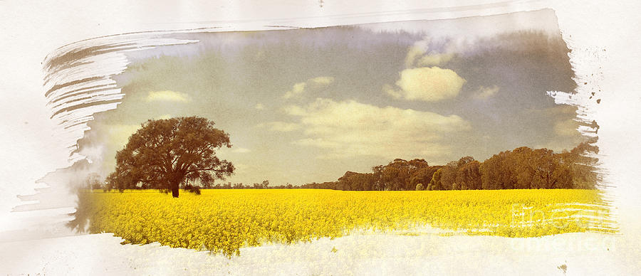 Canola Field Painting Photograph by THP Creative | Fine Art America