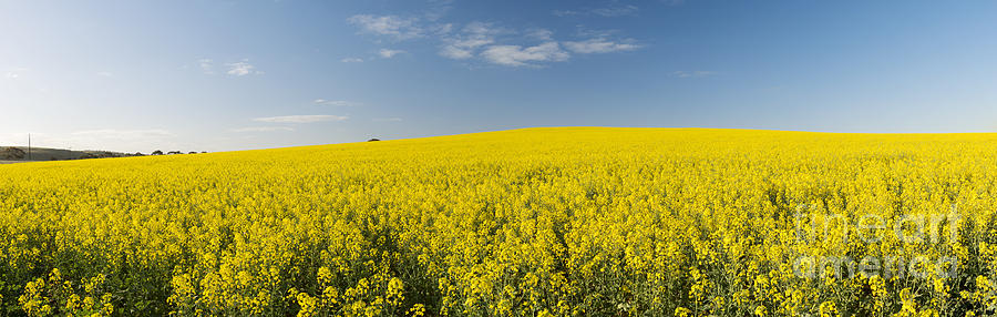 Canola Field Panorama Photograph by THP Creative