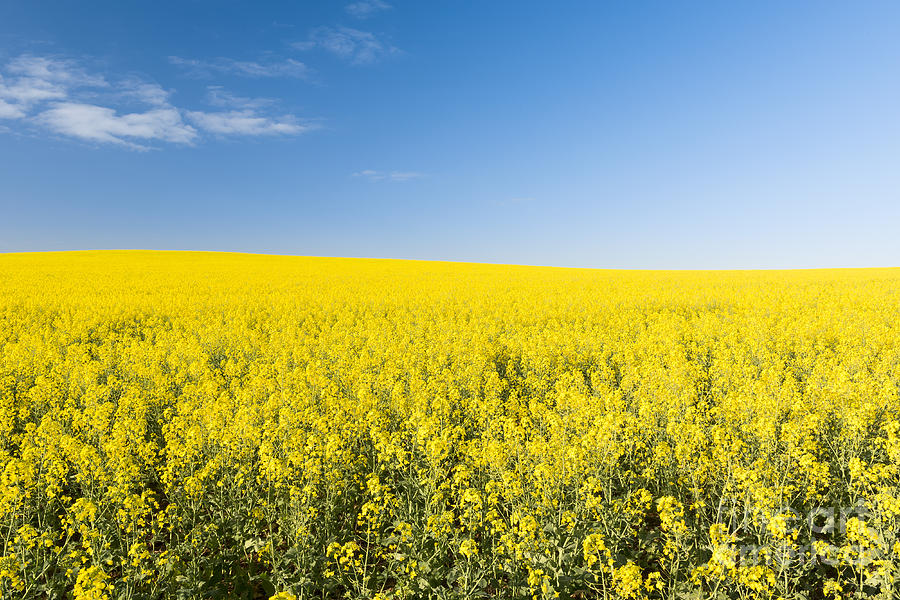 Canola Field Photograph by THP Creative