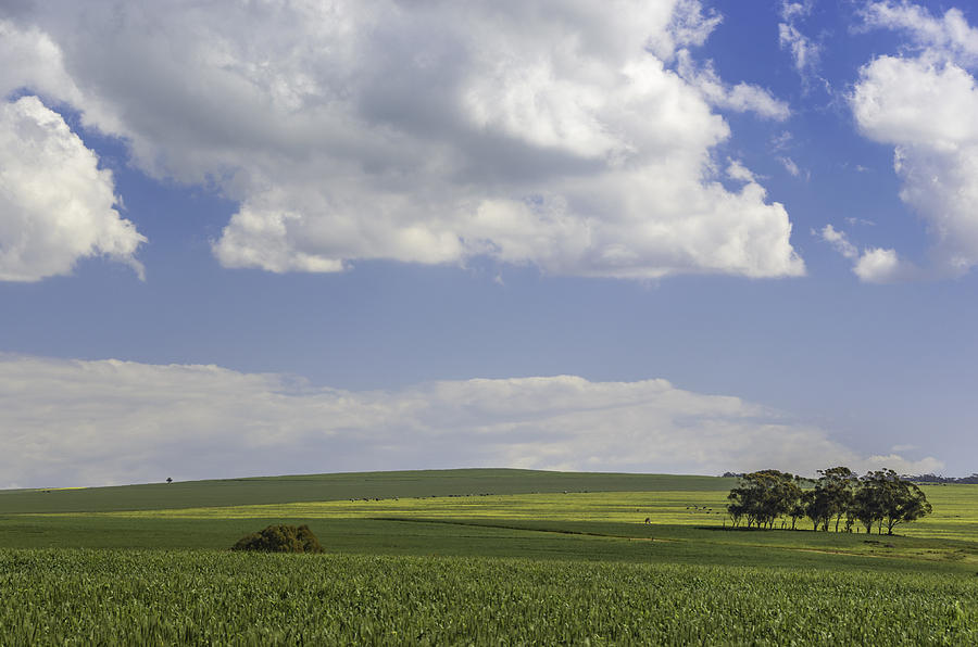 Canola Fields 009 - Old Malmesbury Rd Photograph by Jo Roderick | Fine ...