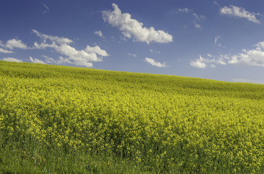 Canola Fields 055 - Old Malmesbury Rd Photograph by Jo Roderick - Fine ...