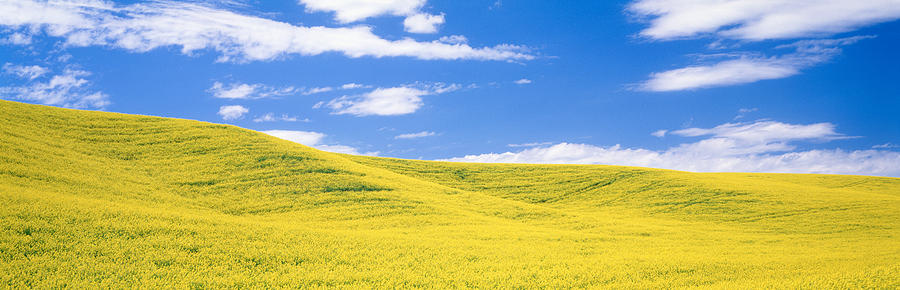 Canola Fields, Washington State, Usa Photograph by Panoramic Images ...