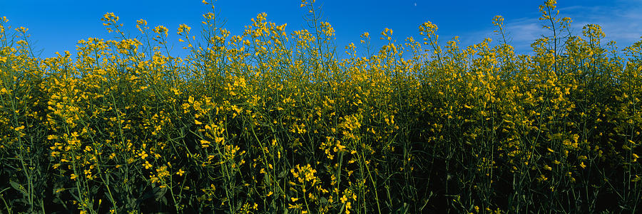 Nature Photograph - Canola Flowers In A Field, Edmonton by Panoramic Images