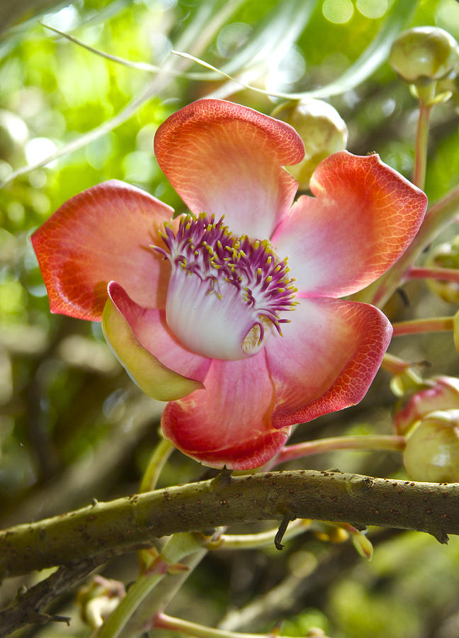 Cannonball Tree Flower Hawaii Photograph by Venetia Featherstone-Witty
